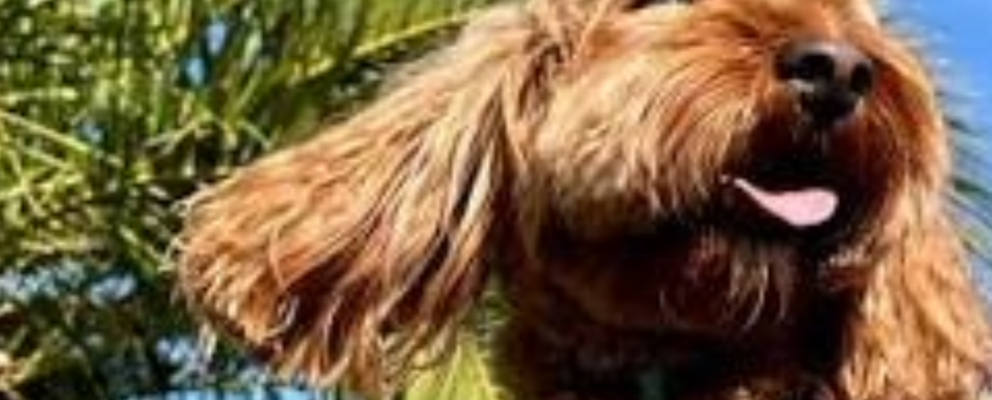 Pet Friendly Holiday Accommodation